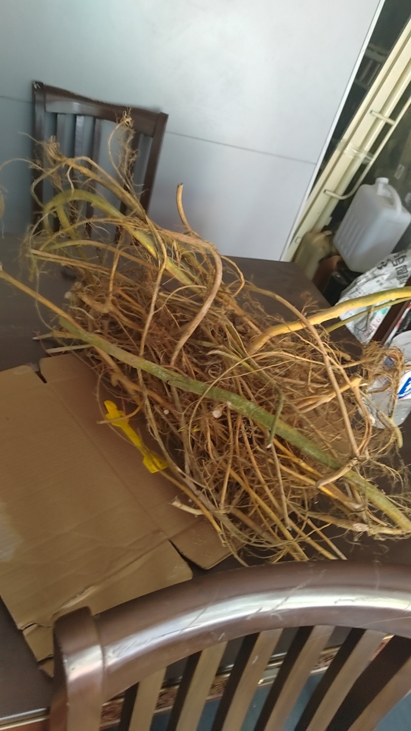 野生白花牛奶根
