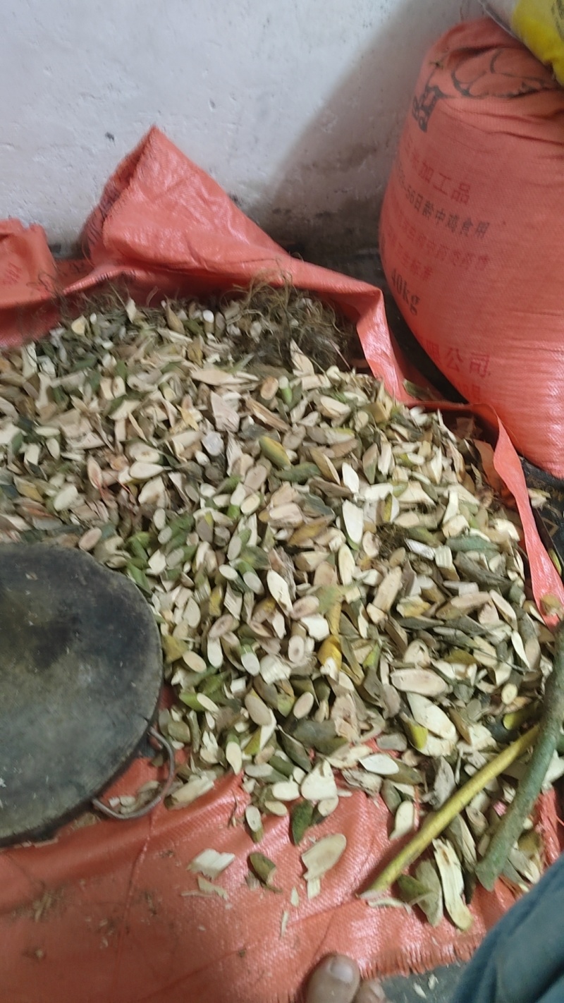 野生白花牛奶根