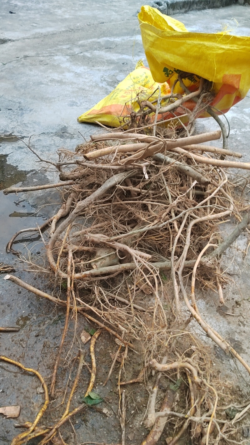 野生白花牛奶根