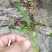 野生白花牛奶根