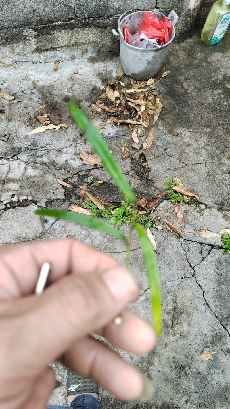 野生白花牛奶根