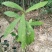 野生白花牛奶根