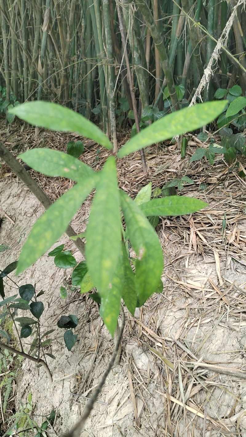 野生白花牛奶根