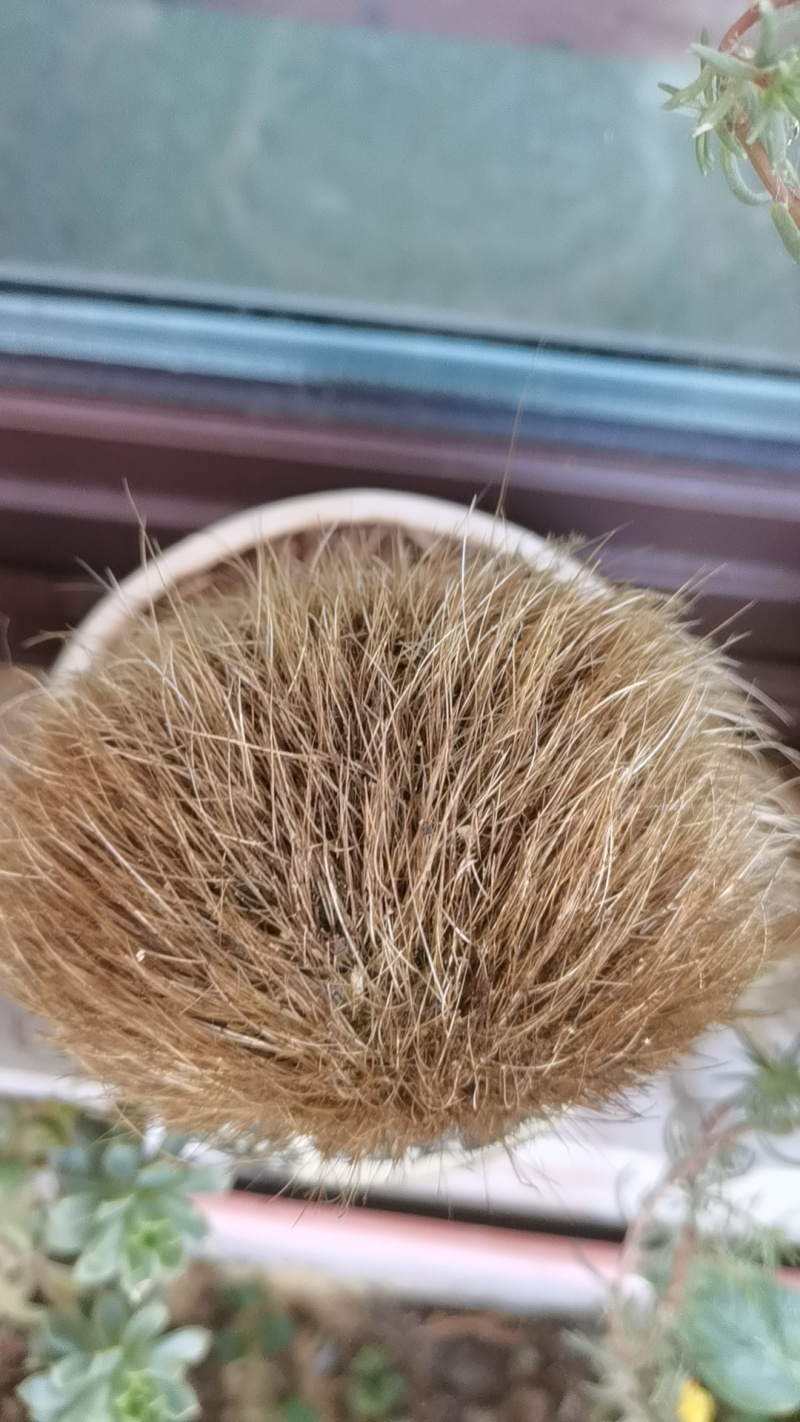 辽宁葫芦岛，猪宝猪辰砂