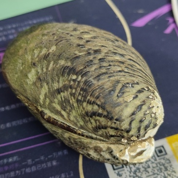 河蚌