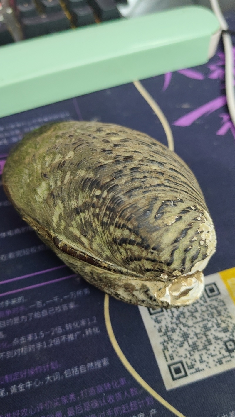 河蚌