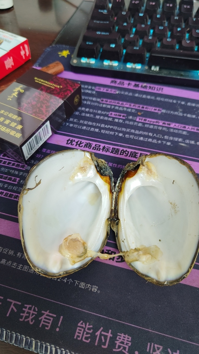 河蚌