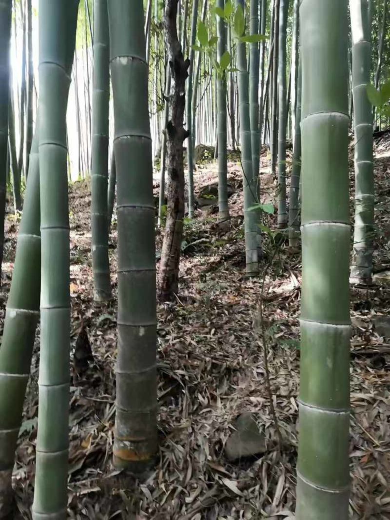 楠竹