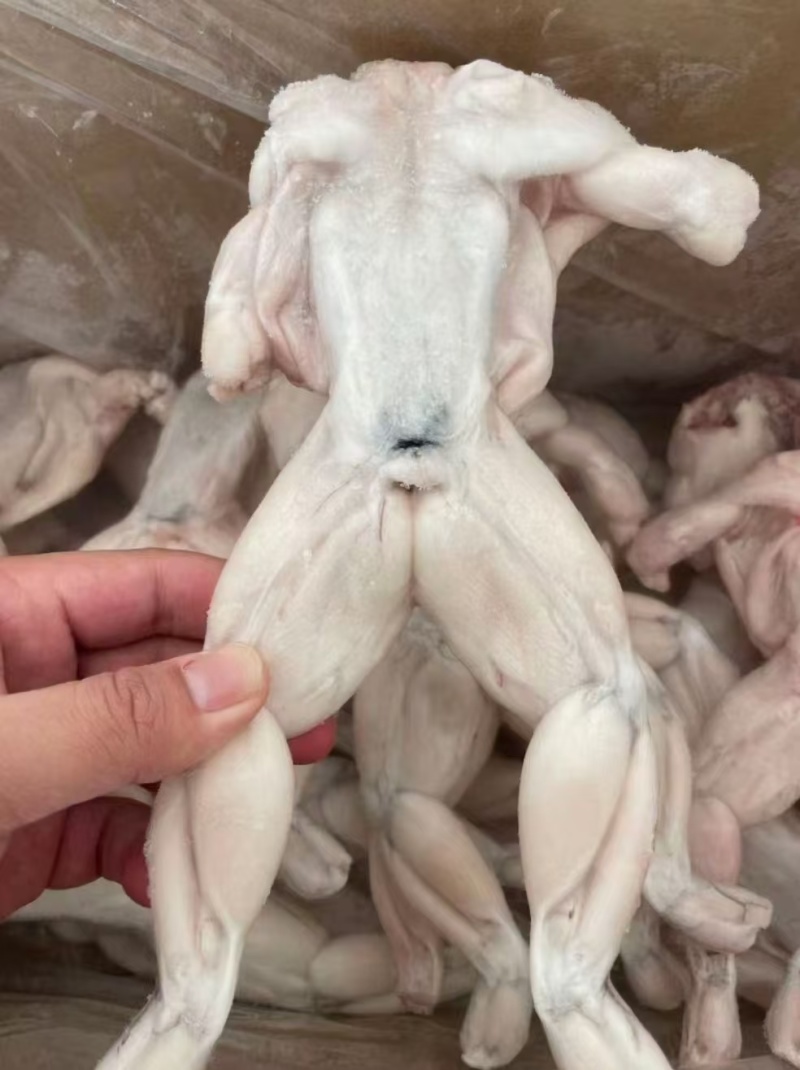 牛蛙