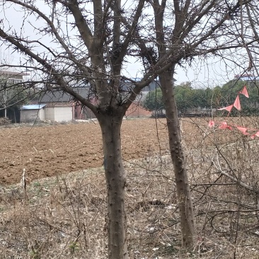 皂角树