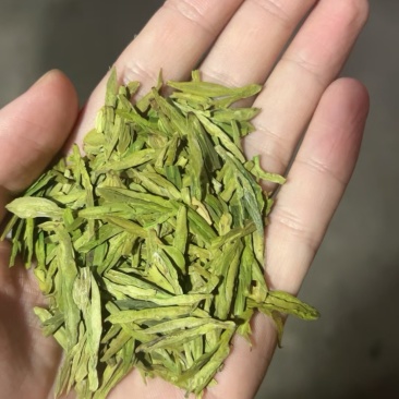 绿版龙井