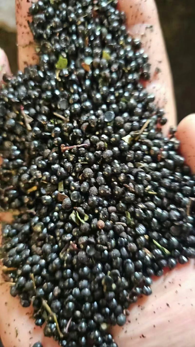 花椒籽，高蛋白高脂肪猪牛羊鸡鸭鹅养殖专用！育肥效果非常明显