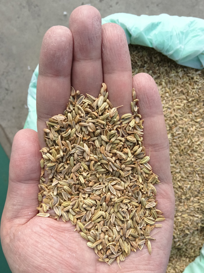 印度进口小茴香99%新标，25公斤一包