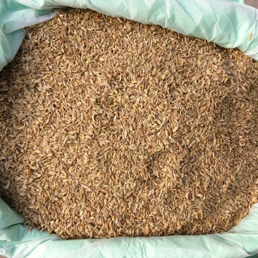 印度进口小茴香99%新标，25公斤一包