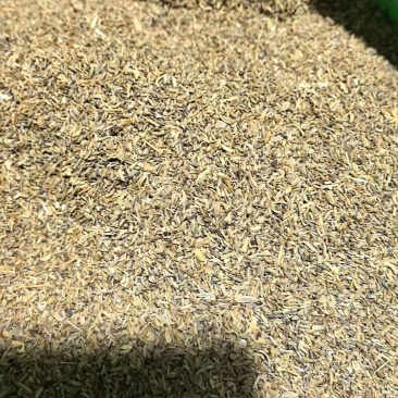印度进口小茴洼子，25公斤一包