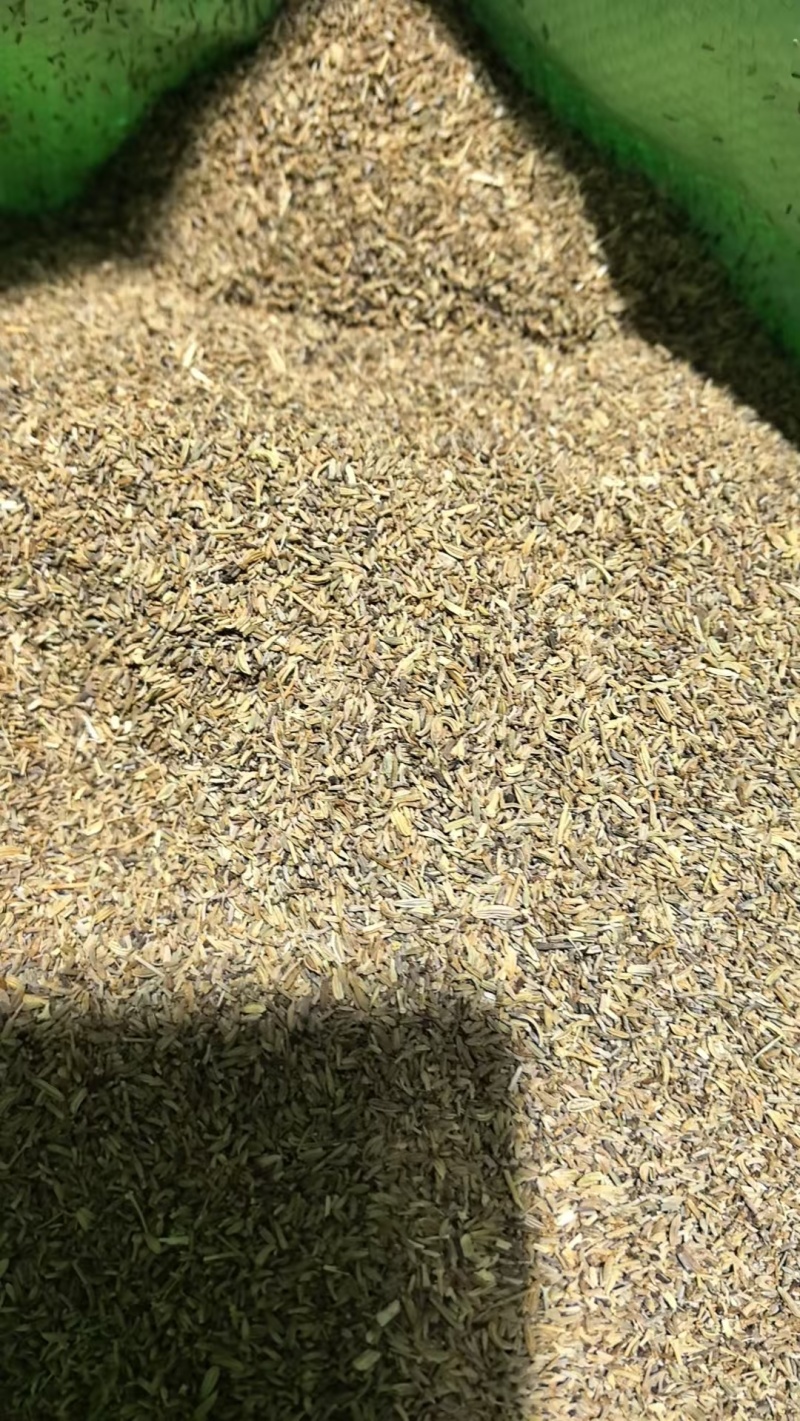 印度进口小茴洼子，25公斤一包