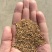 印度进口小茴洼子，25公斤一包