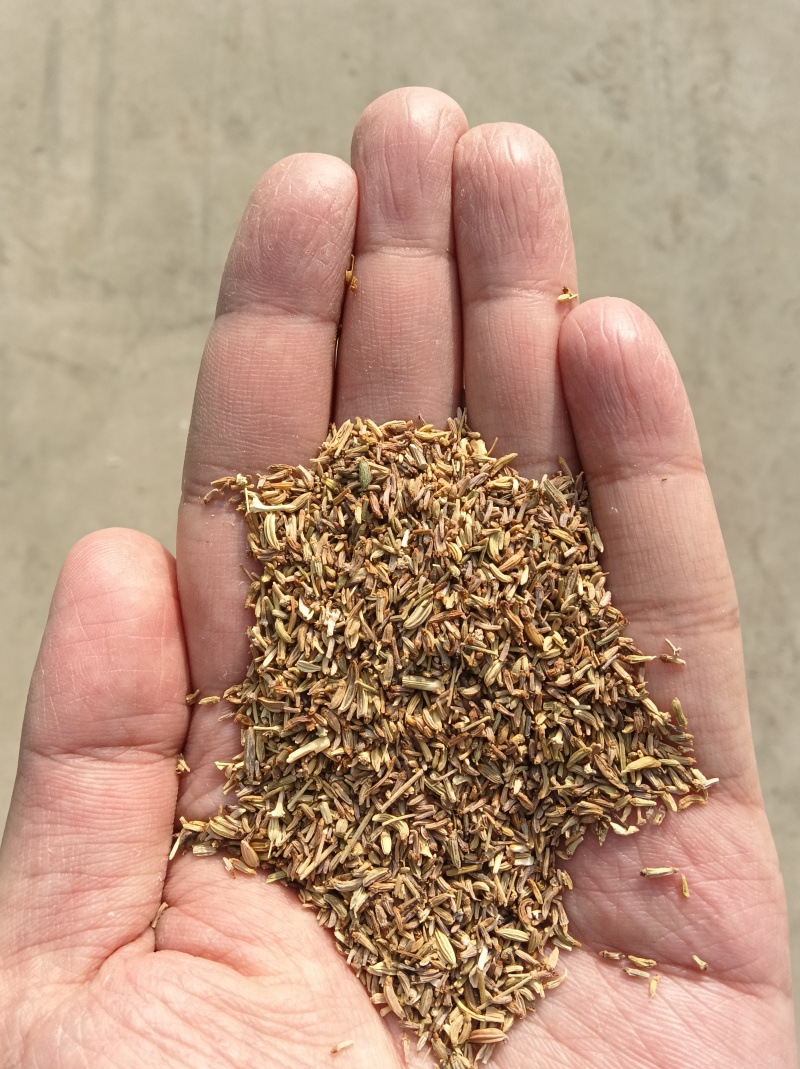 印度进口小茴洼子，25公斤一包