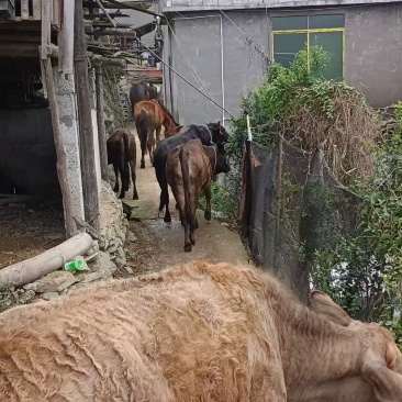 本地黄牛21头，5匹马