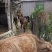 本地黄牛21头，5匹马