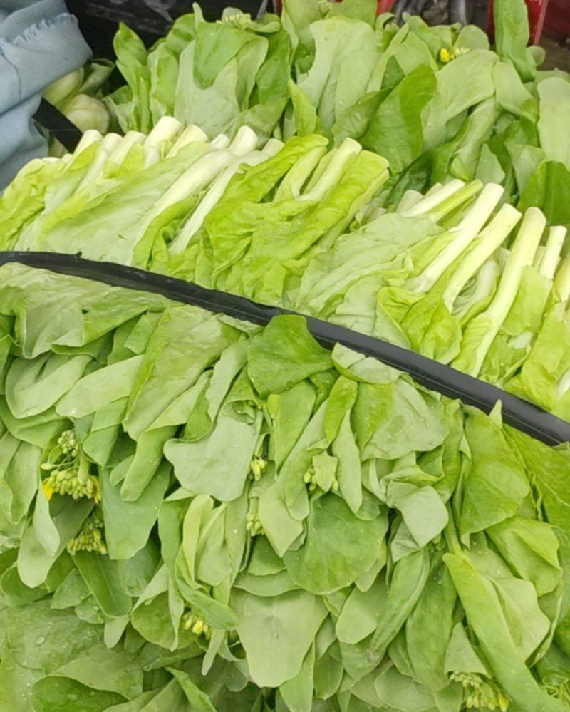 白菜苔