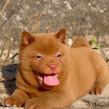 中华田园犬五黑五红