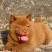 中华田园犬五黑五红