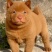 中华田园犬五黑五红
