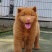 中华田园犬五黑五红