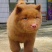 中华田园犬五黑五红