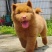 中华田园犬五黑五红