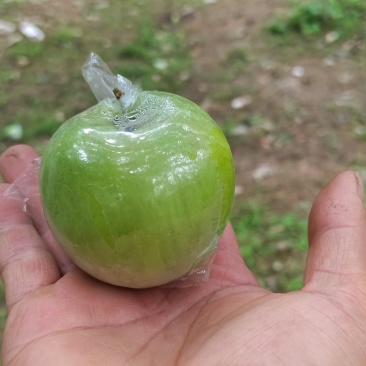 大青枣