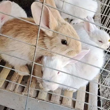 活兔