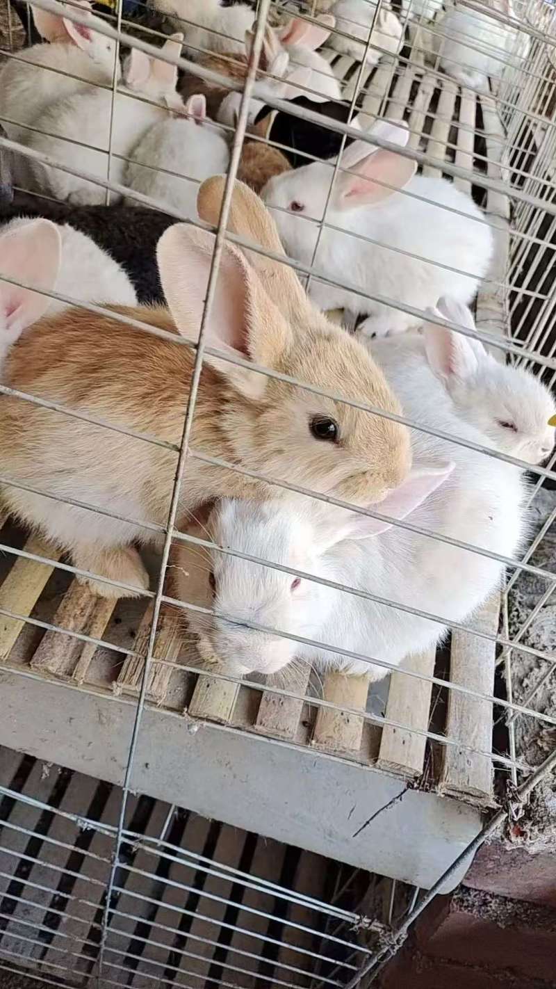 活兔
