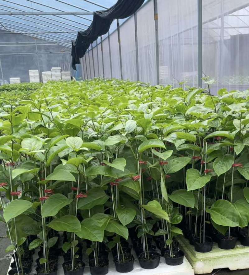 新品黄金9号黄金百香果树苗嫁接苗爬藤四季结果超甜大果百香果苗