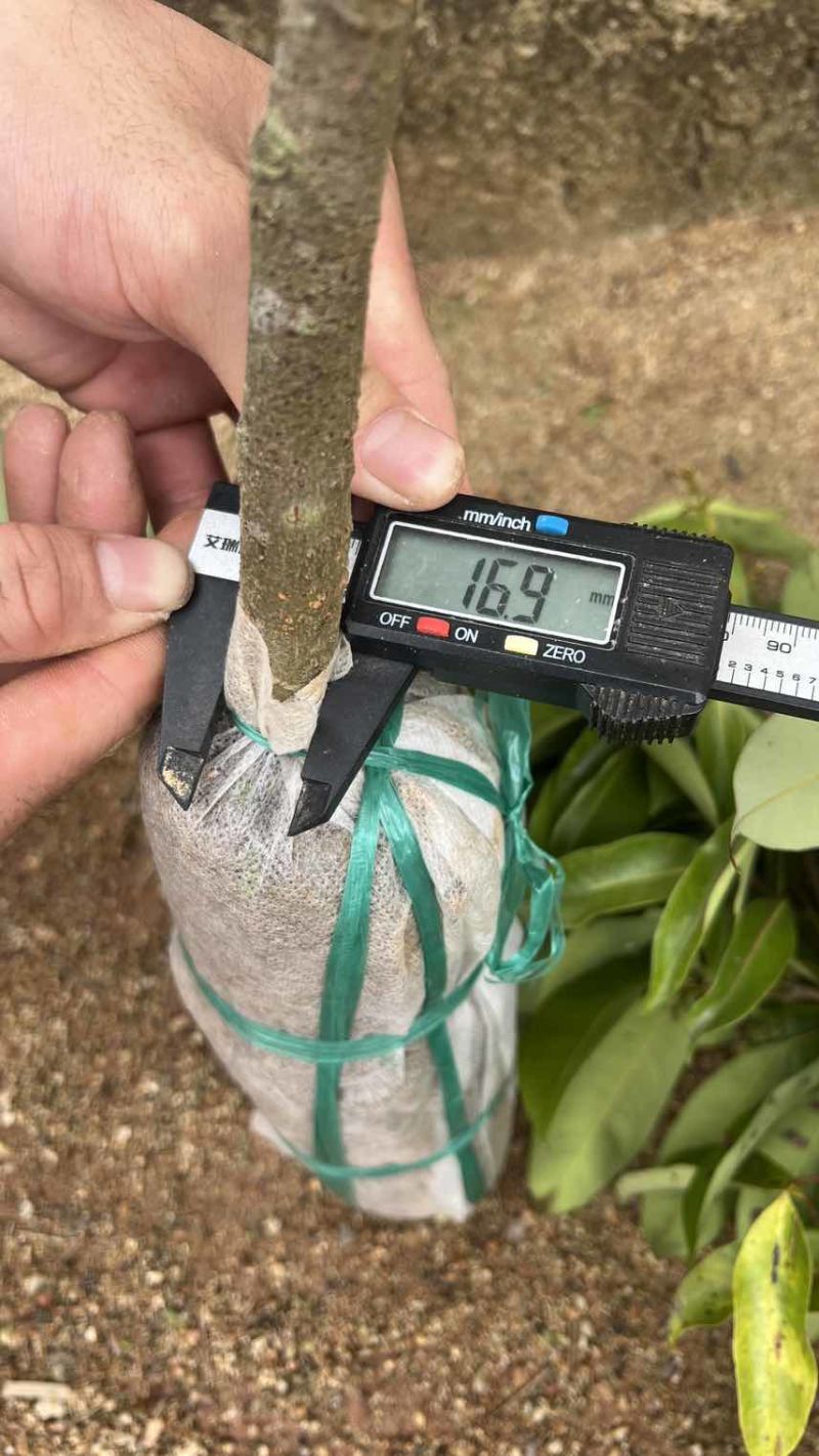 电商货茘枝苗1-1.5公分
