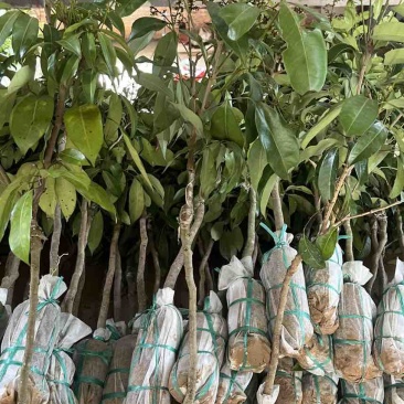 电商货茘枝苗1-1.5公分
