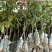电商货茘枝苗1-1.5公分