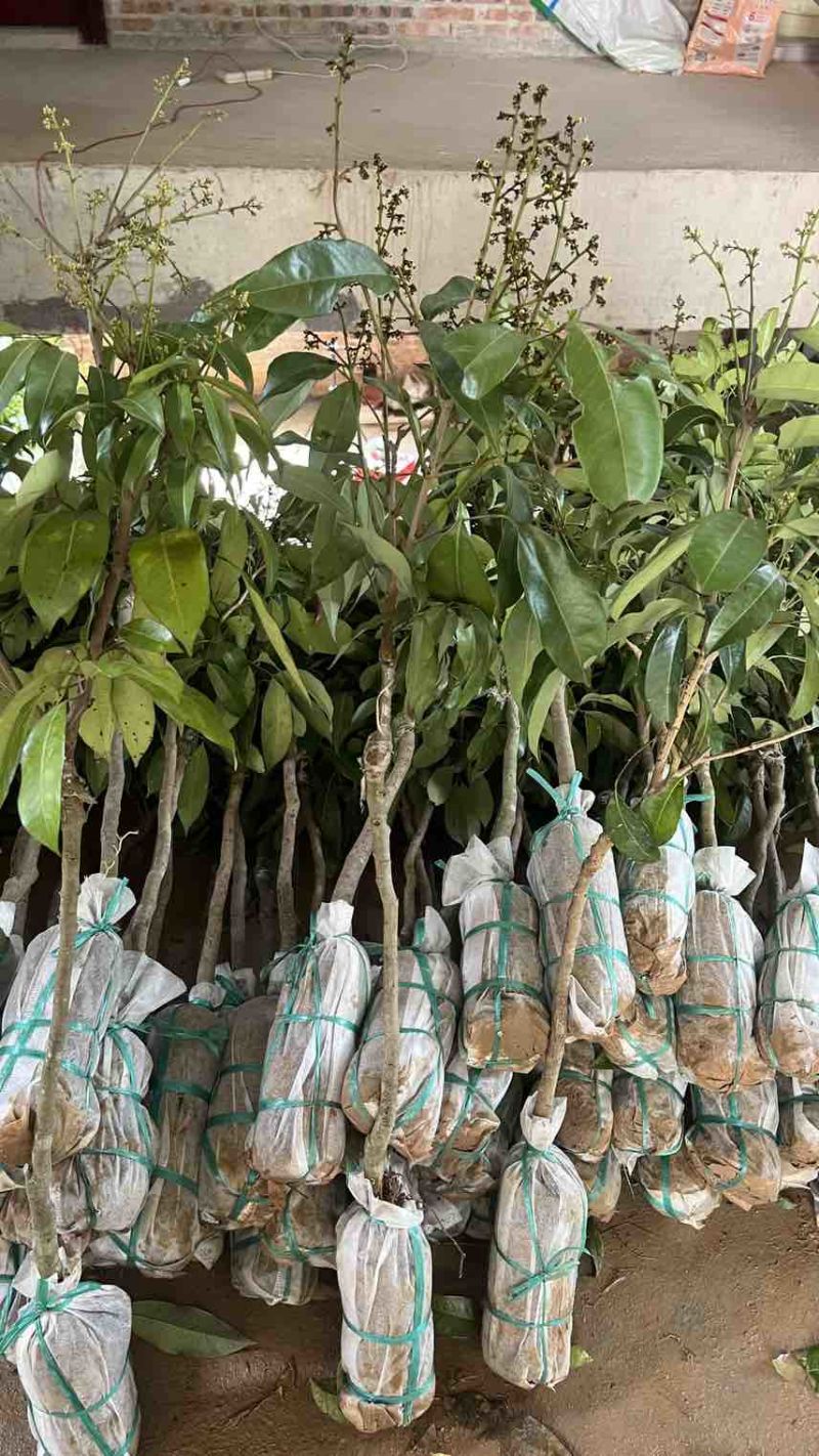 电商货茘枝苗1-1.5公分