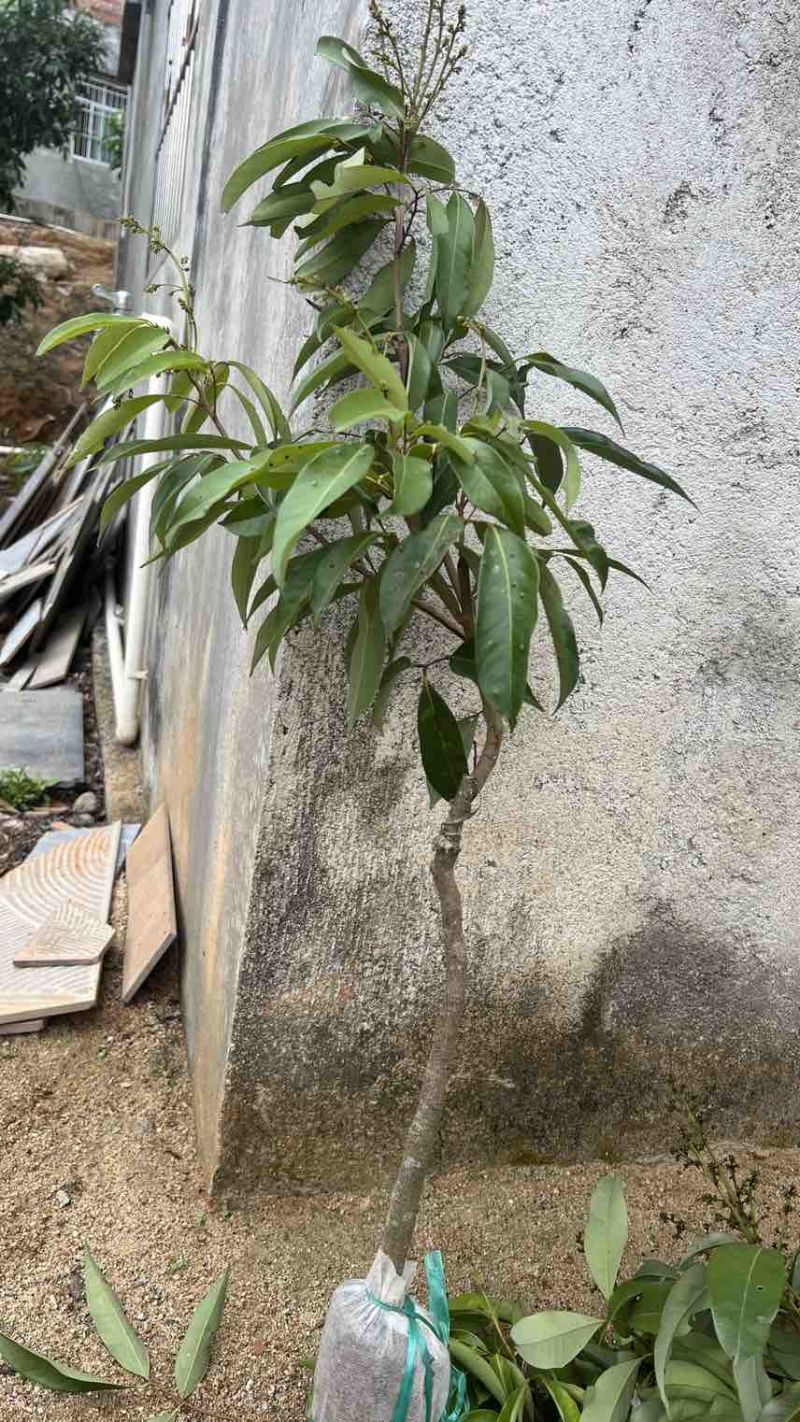 电商货茘枝苗1-1.5公分