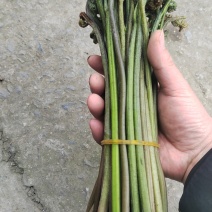 蕨菜