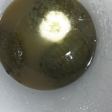 甲鱼