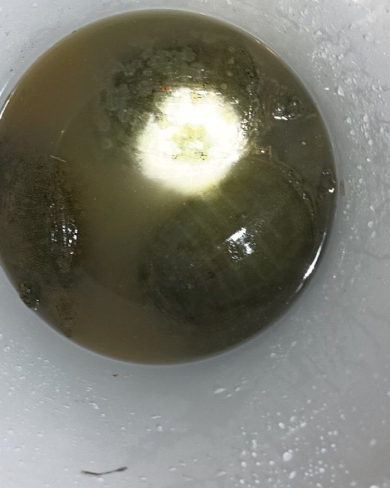 甲鱼