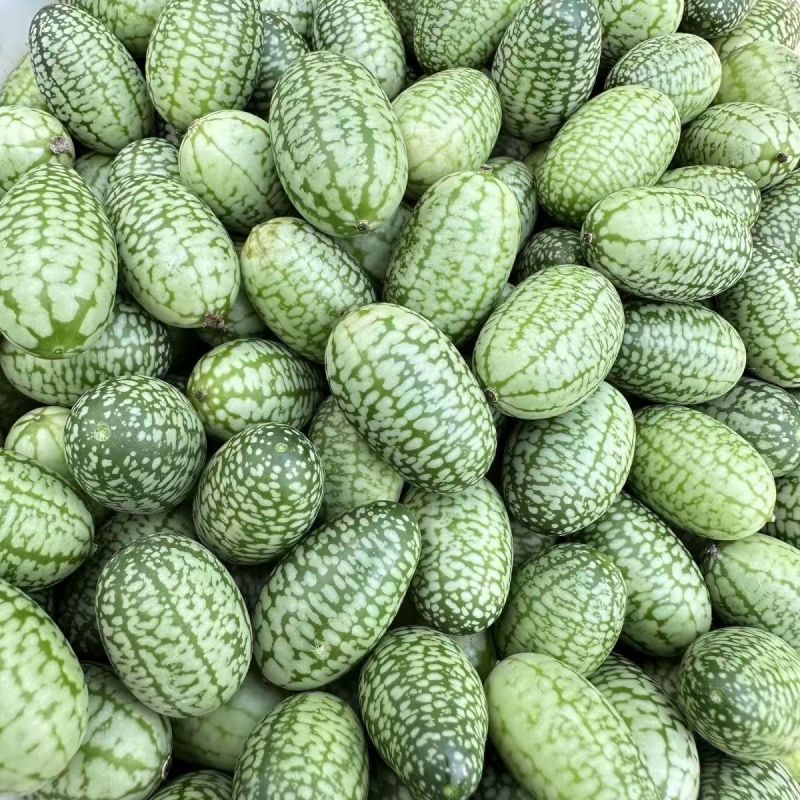 拇指西瓜小西瓜新鲜水果批发零售产场量大散装礼盒装