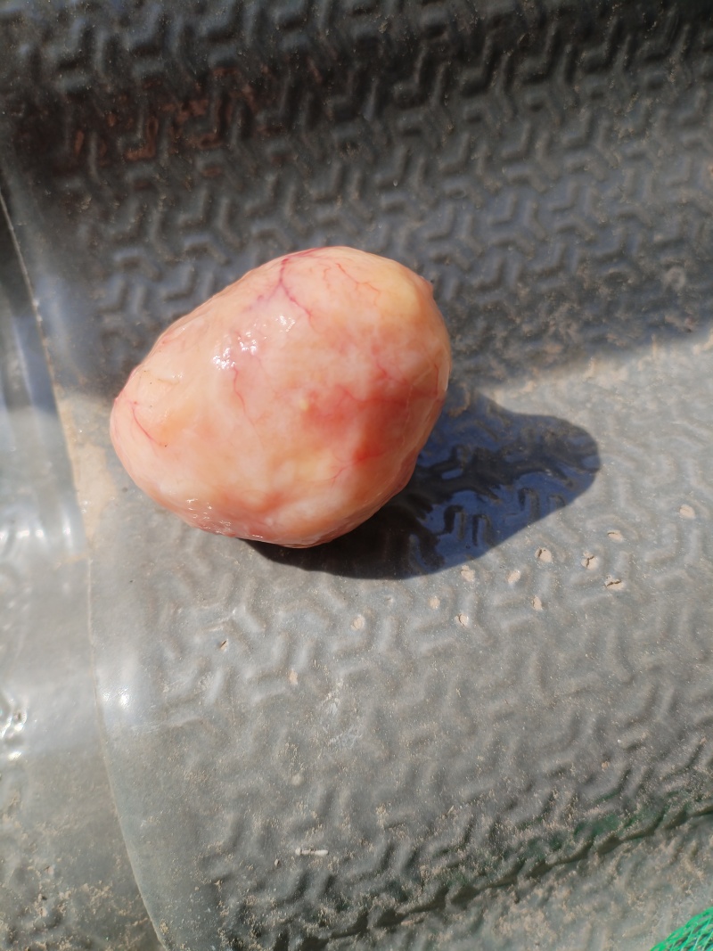 鸡宝一个