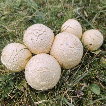 高原草原黄金（黄蘑菇）食品。（预售）欢迎有实力的合作