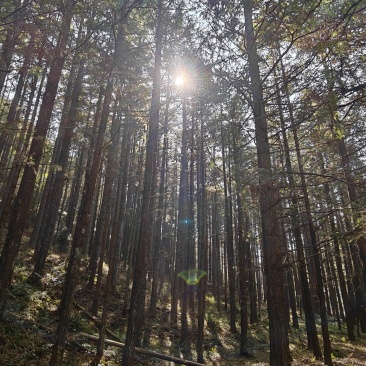 高山杉木