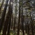 高山杉木