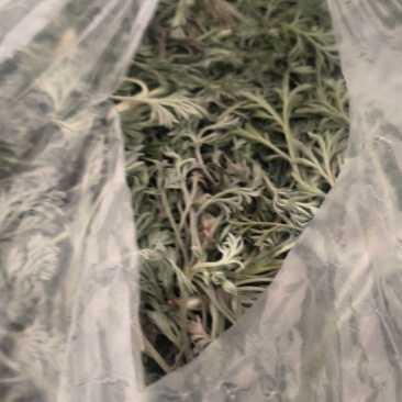 野菜白蒿