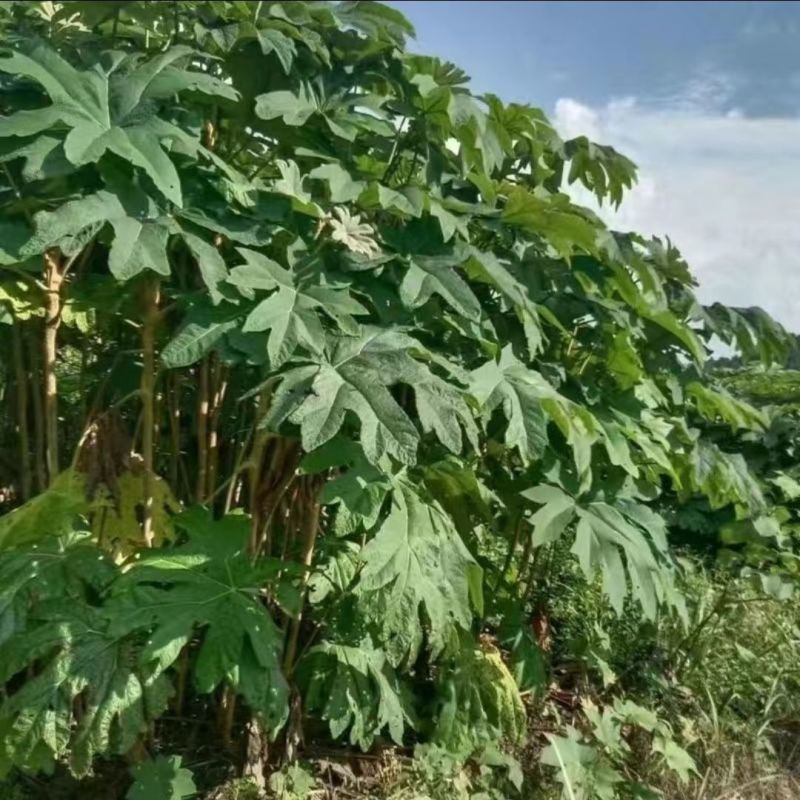 大通草根根